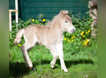 Shetland Ponys, Merrie, veulen (04/2024), 98 cm, Vos, in Courtonne-la-Meurdrac,