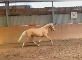 German Riding Pony, Mare, 4 years, 14.1 hh, Palomino, in Achim