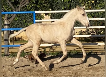 PRE Mix, Stallion, 2 years, 16 hh, Palomino, in Fuentes de Andalucia,