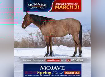 American Quarter Horse, Gelding, 4 years, 14.3 hh, in Cody, WY,