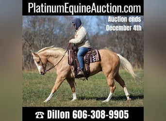 Paint Horse, Gelding, 6 years, 15.2 hh, Palomino, in Brodhead Ky,
