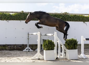 KWPN, Ruin, 3 Jaar, 159 cm, Bruin, in Waddinxveen