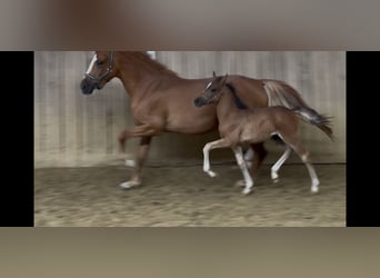 Stallion 
