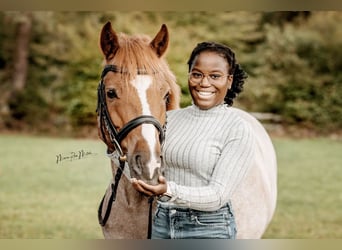 RB/Pony/Dressurpferd zur Verfügung / Tunierpferd Gesucht