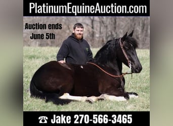 Paint Horse, Stute, 5 Jahre, 163 cm, Tobiano-alle-Farben, in Jamestown KY,