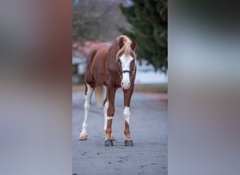 American Paint Horse Mix, Wallach, 3 Jahre, 150 cm, Schecke, in Buseck