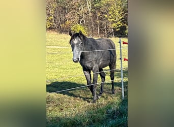 American Quarter Horse, Wallach, 2 Jahre, 160 cm, Schimmel, in Altenberg