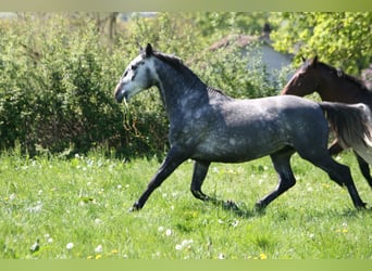 Lusitanien, Étalon, 4 Ans, 164 cm, Gris, in Saligny sur Roudon