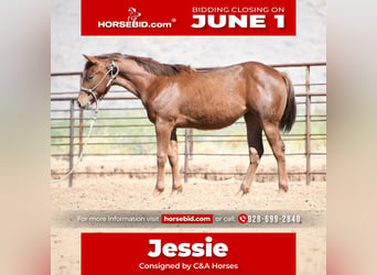 American Quarter Horse, Giumenta, 1 Anno, Sauro scuro, in Congress