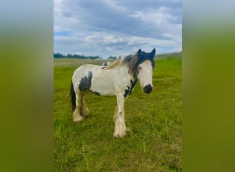 Tinker, Jument, 9 Ans, Pinto, in Ecklingerode