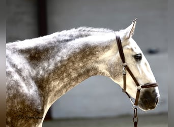 PRE, Gelding, 6 years, 15.2 hh, Gray, in Courrière,