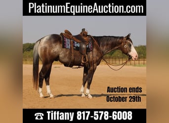 American Quarter Horse, Gelding, 5 years, Roan-Bay, in Stephenville TX,