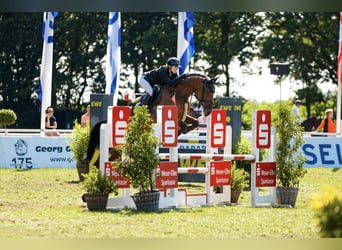 Mare 4 years