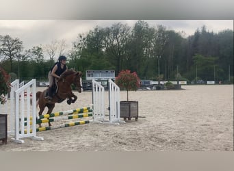 Belgian Riding Pony, Mare, 5 years, 13.1 hh, Chestnut-Red, in Trooz,