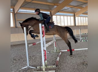 Hannoveraner, Stute, 9 Jahre, 171 cm, Brauner, in Ehingen an der Donau
