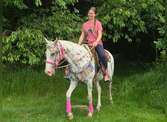 Appaloosa, Giumenta, 5 Anni, 149 cm, Leopard, in Linkenbach