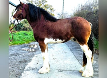 Clydesdale, Stallion, 3 years, , in marbury