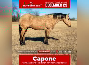 American Quarter Horse, Ruin, 6 Jaar, 147 cm, Buckskin, in Ranger