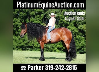 Draft Horse, Gelding, 10 years, 15.2 hh, Bay, in Somerset, KY,