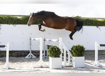 KWPN, Merrie, 13 Jaar, 176 cm, Bruin, in Waddinxveen