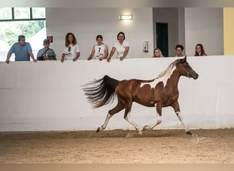 Koń półkrwi arabskiej (Arabian Partbred), Klacz, 5 lat, 155 cm, Tobiano wszelkich maści, in Kleblach-Lind