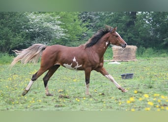 Arabian horses, Stallion, Sabino, in GOVEN,