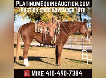 American Quarter Horse, Ruin, 9 Jaar, 157 cm, Donkere-vos, in Mountain Grove MO,