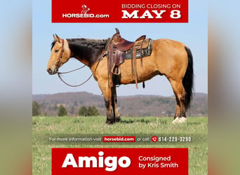 American Quarter Horse, Gelding, 10 years, 15 hh, Buckskin, in Clarion, PA,