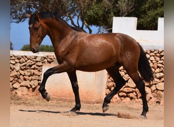 Andalusian, Stallion, 1 year, 16,1 hh, Brown, in Menorca,