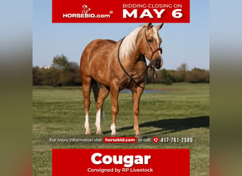 Quarter horse américain, Hongre, 5 Ans, 152 cm, Palomino, in Buffalo,