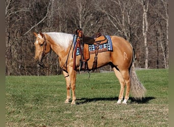 Quarter horse américain, Hongre, 5 Ans, 157 cm, Palomino, in Mount Vernon, Ky,