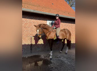 Baden Württemberger, Merrie, 13 Jaar, 171 cm, Vos, in Brockum,