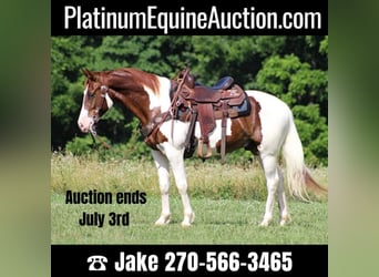 Tennessee walking horse, Hongre, 7 Ans, 147 cm, Tobiano-toutes couleurs, in Jamestown Ky,