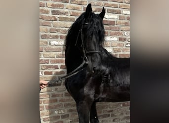 Friesian horses, Stallion, 5 years, 16.2 hh, Black, in Grevenbroich,