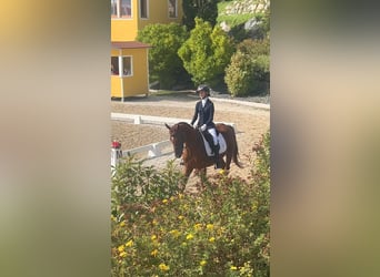 Weitere Warmblüter, Wallach, 8 Jahre, Fuchs, in Stainz,