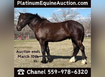 Gypsy Horse, Gelding, 3 years, 14.1 hh, Black, in Jacksboro TX,