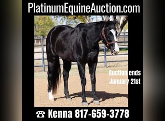 American Quarter Horse, Gelding, 13 years, 15 hh, Brown, in Breckenridge TX,