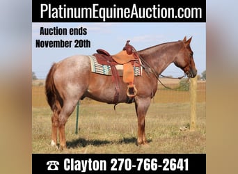 Quarter horse américain, Hongre, 16 Ans, 160 cm, Rouan Rouge, in Sanora KY,