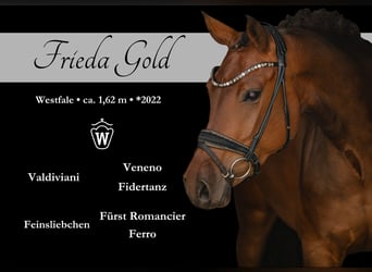 Westfaliano, Yegua, 4 años, 163 cm, Castaño, in Wehringen