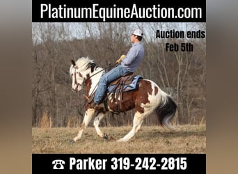 Paint Horse, Hongre, 6 Ans, 147 cm, Tobiano-toutes couleurs, in Brodhead Ky,