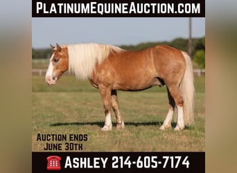American Quarter Horse, Wallach, 11 Jahre, 147 cm, Palomino, in WEATHERFORD, TX,