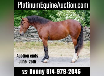 Quarter horse américain, Hongre, 5 Ans, 142 cm, Bai cerise, in Everett PA,