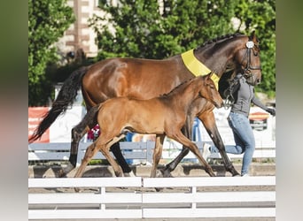 Hanoverian, Stallion, Foal (04/2024), Brown, in Holzerode,