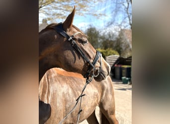 Caballo castrado 4 años