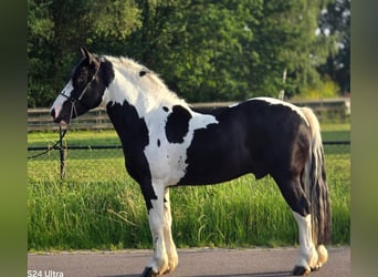 Pools halfbloed, Ruin, 3 Jaar, 149 cm, Gevlekt-paard, in Weert