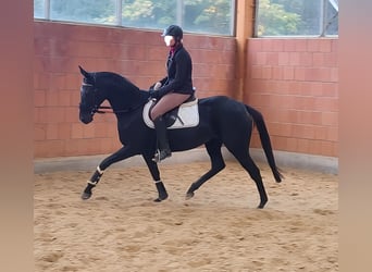 Irish Sport Horse, Mare, 13 years, 15.3 hh, Black, in Lage,