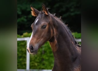 Étalon 
