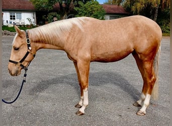 American Quarter Horse, Gelding, 3 years, 15,1 hh, Palomino, in Wasserburg am Inn