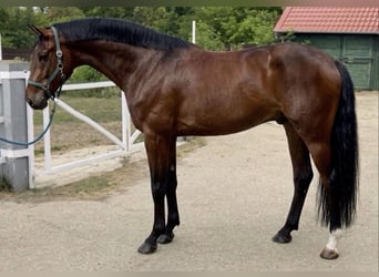 Anglo European Studbook, Hengst, 3 Jahre, 168 cm, Brauner, in Murska Soboda