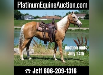 Missouri Foxtrotter, Jument, 13 Ans, 155 cm, Palomino, in Middletown OH,